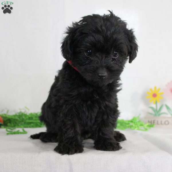 Zane, Yorkie Poo Puppy